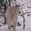 Furred friend in camp at Boulder Pass